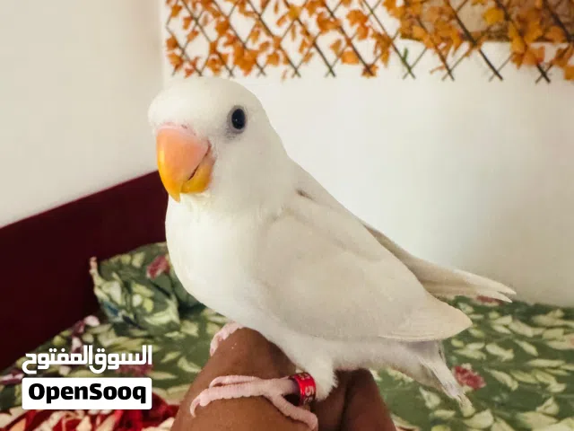 Roze albino hand tamed self eating very friendly  birds good quality