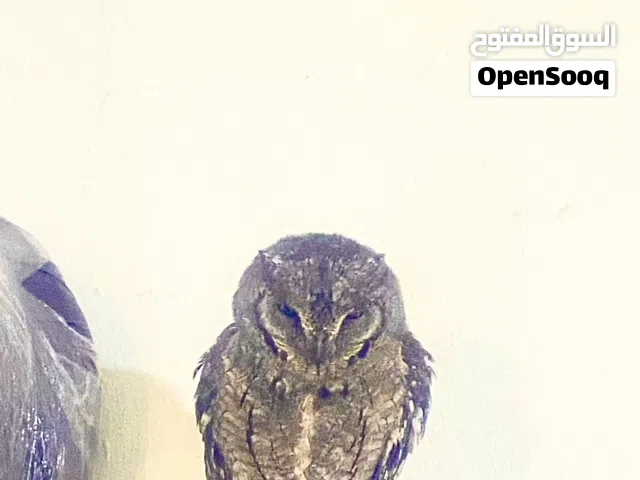 بومة قزم اوراسية