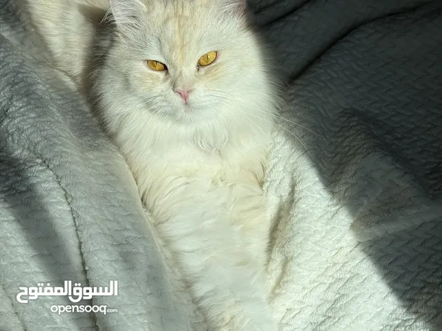 قط بيرجن شيرازي