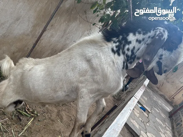 تيس حجازي وفي عندي سوري