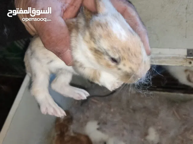 حضيرة ارانب ألمانية بالأقفاص