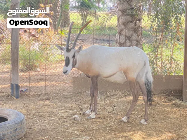 المها العربي