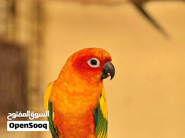 طير صن كنيور