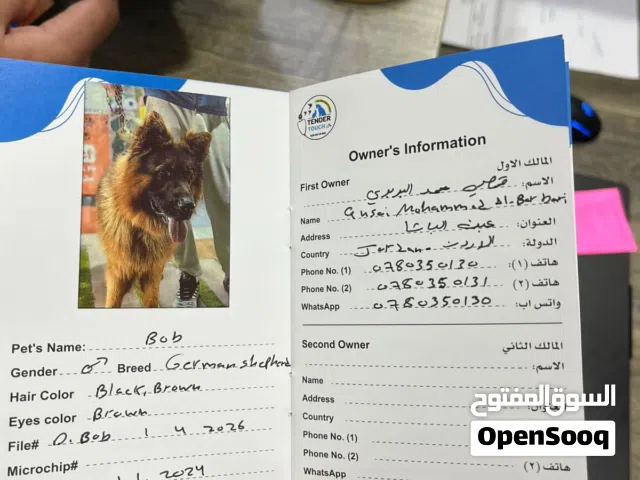 كلب جيرمن شيبرد شو لاين