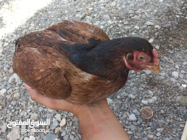 دجاجة بكستانية الوصف مهم