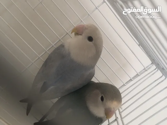 طيرين روز وصل السوم