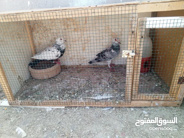 جوز كشامره مع فراخهن مع القن والمشربيه للبيع ب12دينار