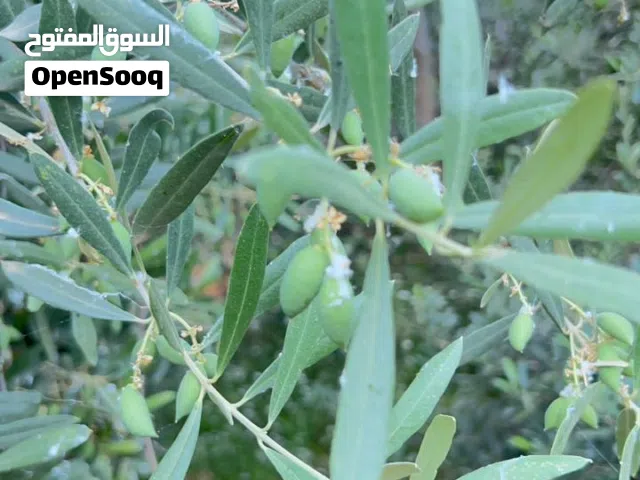 Mixed Use Land for Sale in Jerash Unaybah
