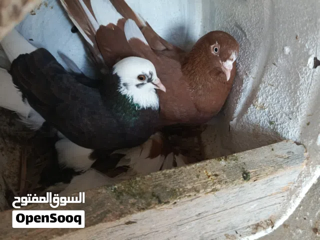 حمام للبيع