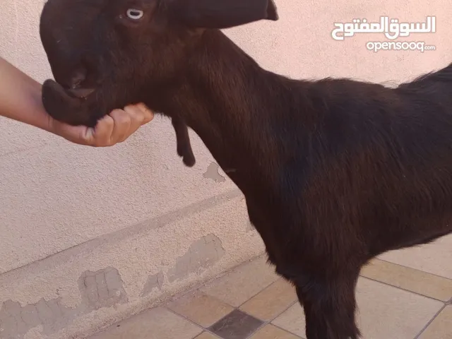 بسم الله ماشاء الله ثلاث عنزات شاميات