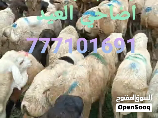 تيوس وبقر وعجول للبيع جمله فقط عدن مارب باقي المحافظات