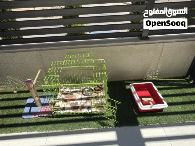 اغراض قطة كاملة