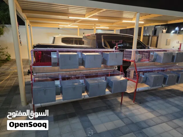 لهواة تربية الارانب للبيع عدد 2 بطاريات 7 بيت ولادة ومكان للمواليد مستعملة استعمال بسيط بحالة ممتازة