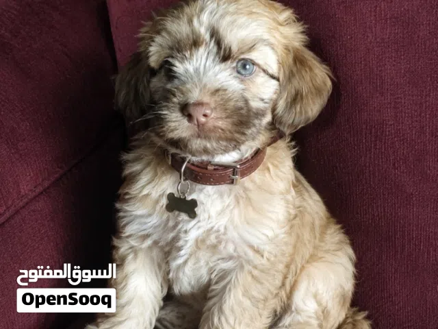 ميني هفانيز بيور ومميز جدا الوان نادرة