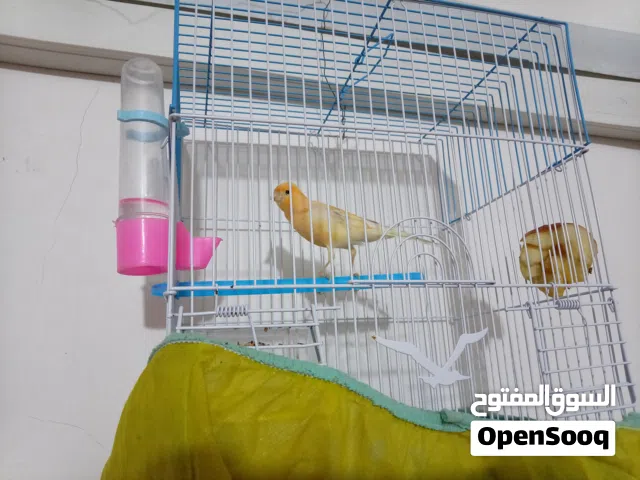 كناري للبيع