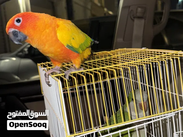 طير سن كنيور اليف للبيع