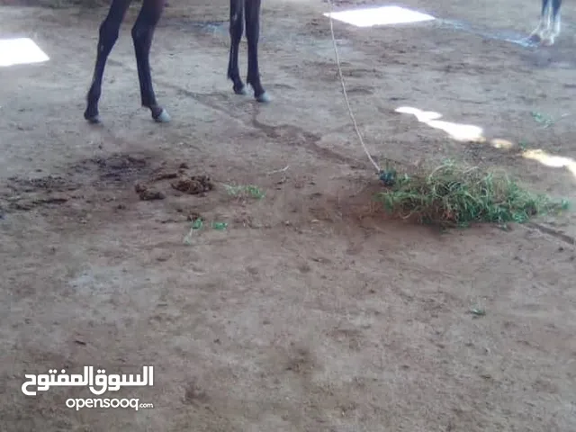 مهره للبيع