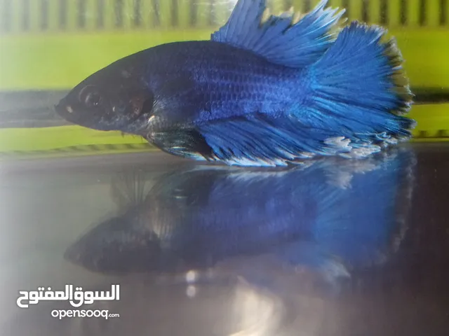 سمكة الكومباطونط او البيطا فيش