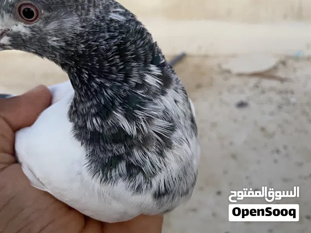 حمام باكستاني