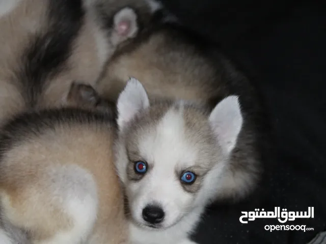 جراء هاسكي أصلية بعيون زرقاء Purebred Blue-Eyed Husky Puppies