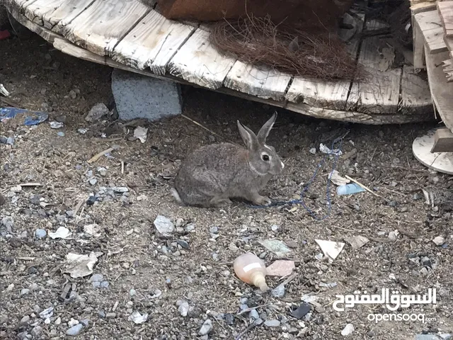 أرنب انثى عمانية