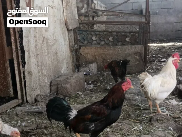 ديوجه للبيع