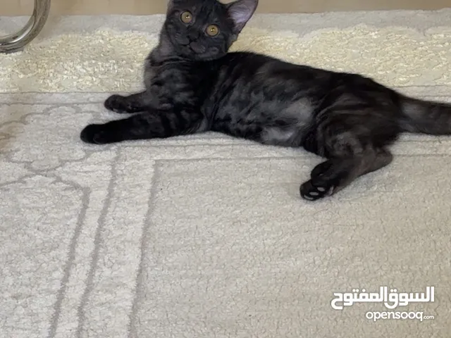 قطة للتبني