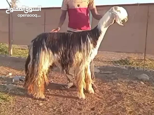 للبيع ضانه نجدي سعودي فاخر العمر موضح في الصور / باذن الله والد