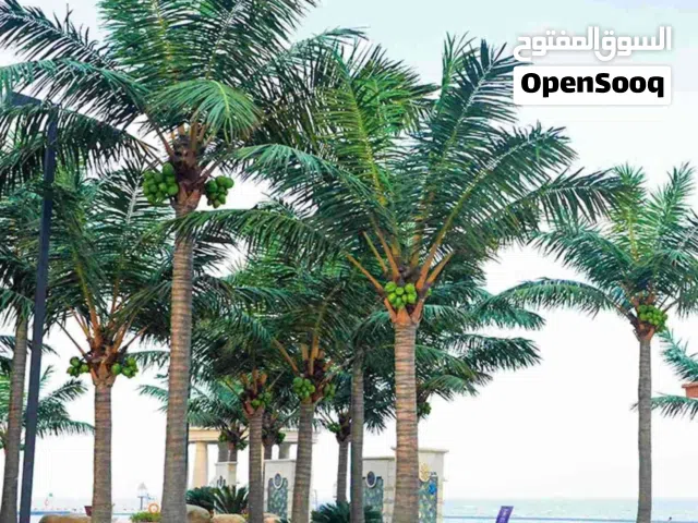 شجرة جوز الهند- coconut tree