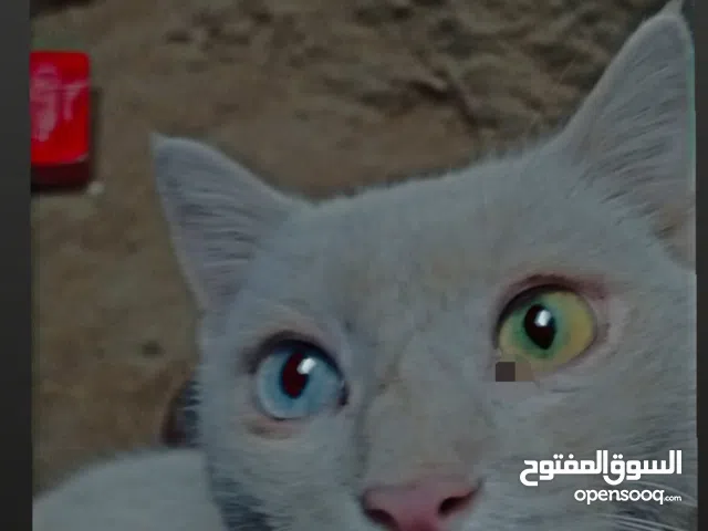 قط بسعر5000 الف اقرا الوصف الذي يوجد في اصورة رقم(2)