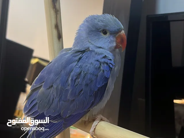 للبيع متوه فرخ انتاج البحرين