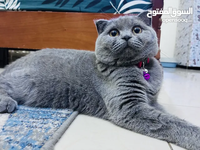 Scottish fold 6months old