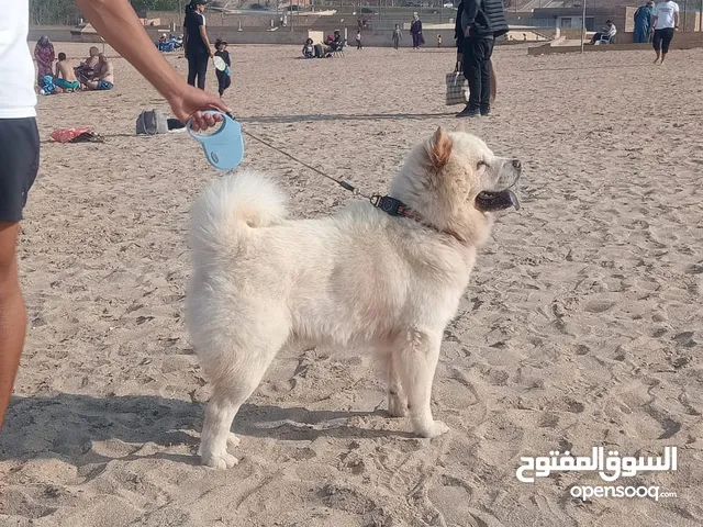 كلب تشاو تشاو للبيع عمره 24 شهرا ووزنه 22 كيلوغرام