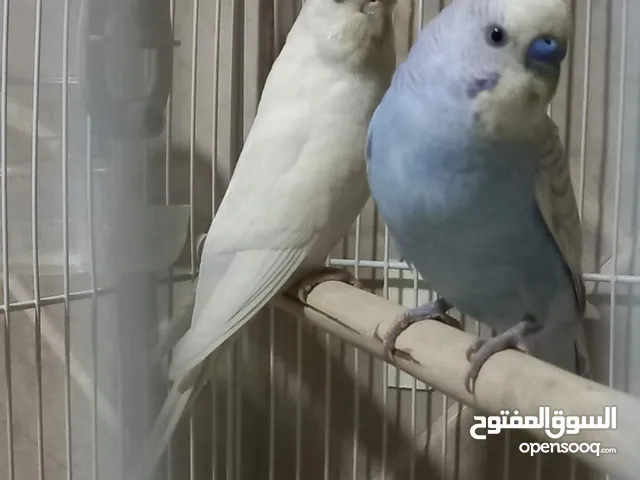 للبيع طيور حب منوعه