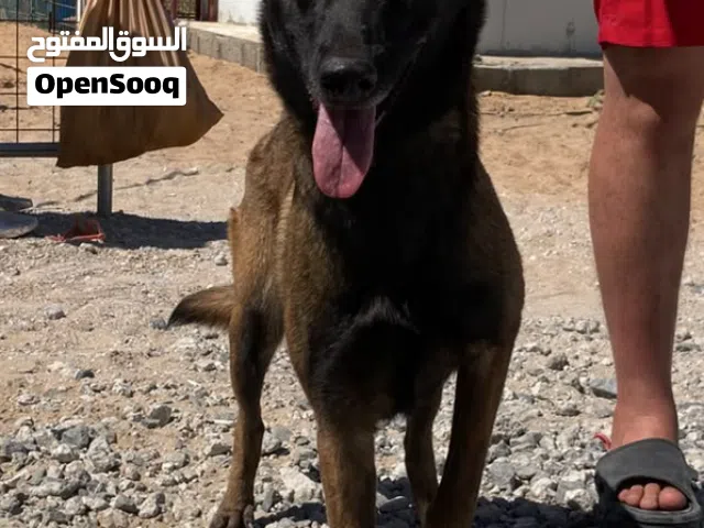 مالينوا مدربة تدريب كامل