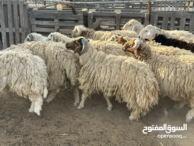 للبيع خرفان نعيمي ونجدي بياض وجه الحق علي الزين
