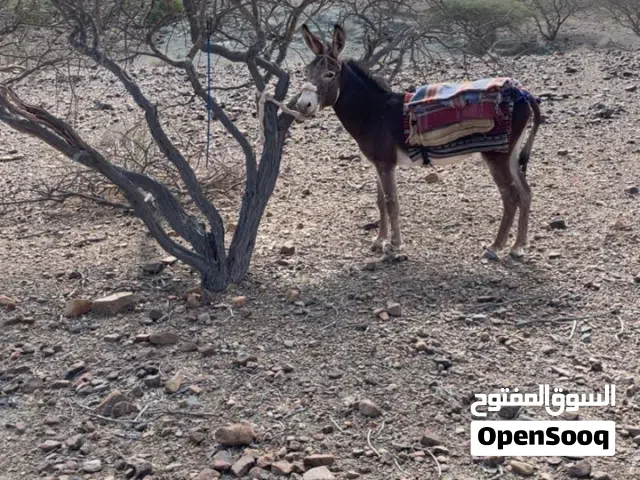 حمار للبيع الوصف مهم