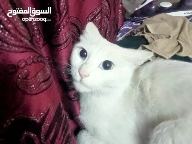 قطط للبيع : بزونة : موقع #1 للقطط في الموصل : قطط كيوت : قطط صغيرة : بسس :  جميع الانواع