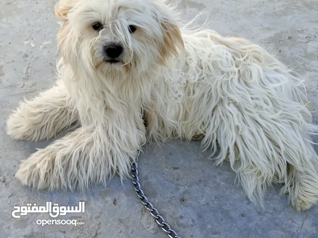 كلب فرنسي ذكر عمرو سنه