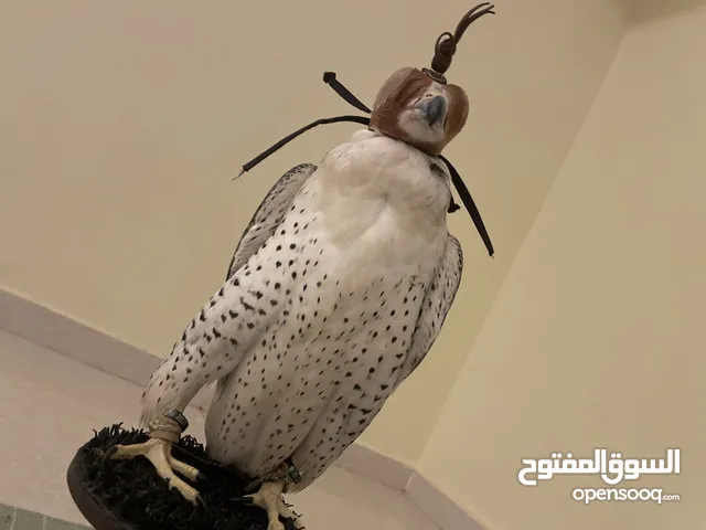 تبع شرط الكراوين وسبوق وطبعه طيب ويعرف جميع الطيارات