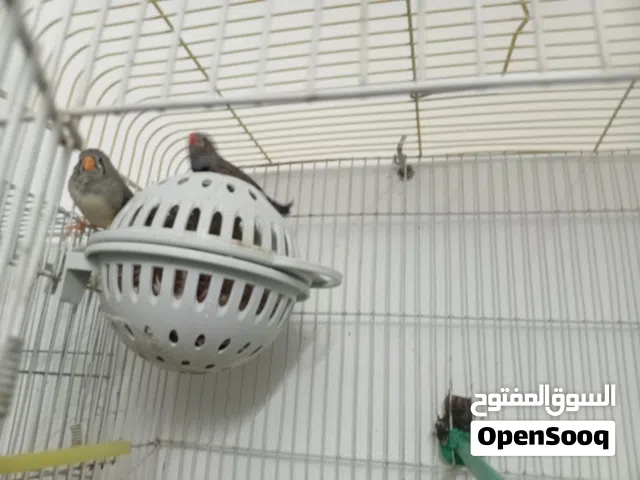 جوزين جنه "فنقز"