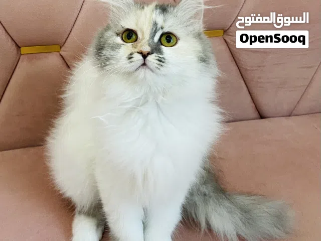 شيرازي بيور انثى