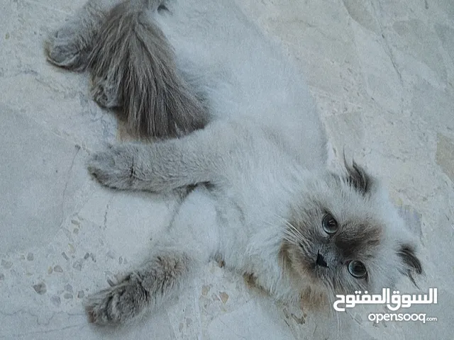 قط هيمالايا انثى عمره 8 شهور وسعره قابل للتفاوض