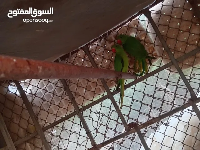 ببغاء ماشاءالله