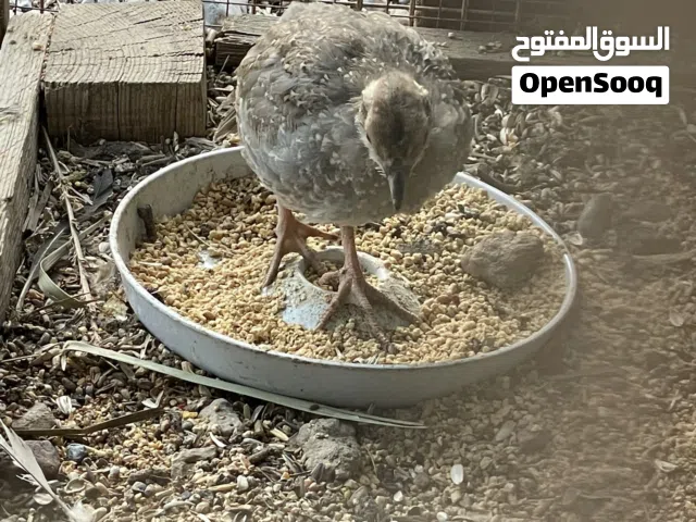 بيع فرخ شنا العربي