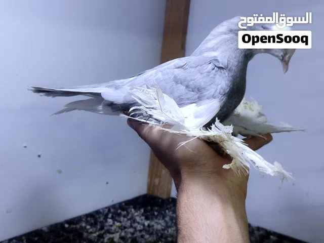 ربي يبارك ماشاء الله للبيع تلاته طروف رصاصي طرفين طرنبيط خوت العيش والصاده فردي سعرهم 200 مع بعضهم