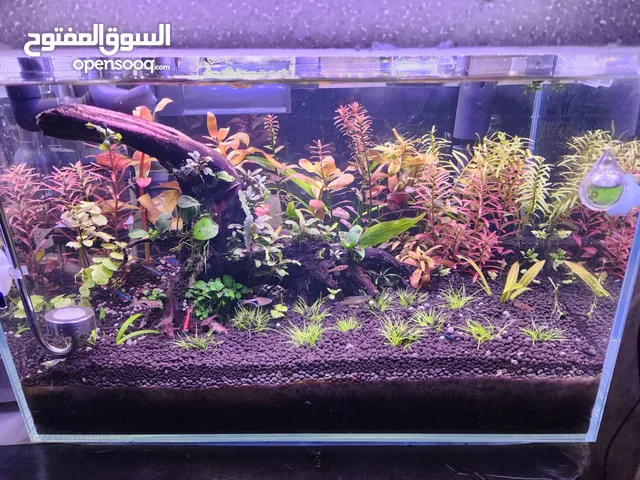 حوض نباتي مزروع