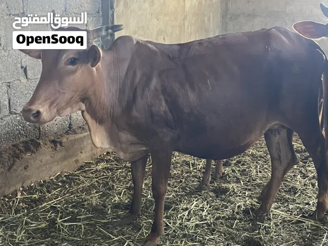 بقرة عمانية عشار