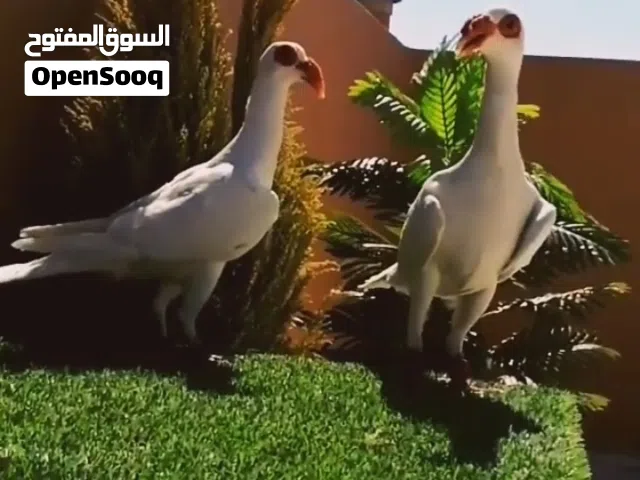جورين بغدادي ومكابي  حمام مميز  بسعر مناسب