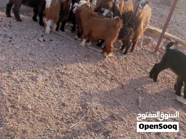 عنم جباليات +صخال مكس تيوس وصخلات